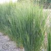 Panicum Northvind